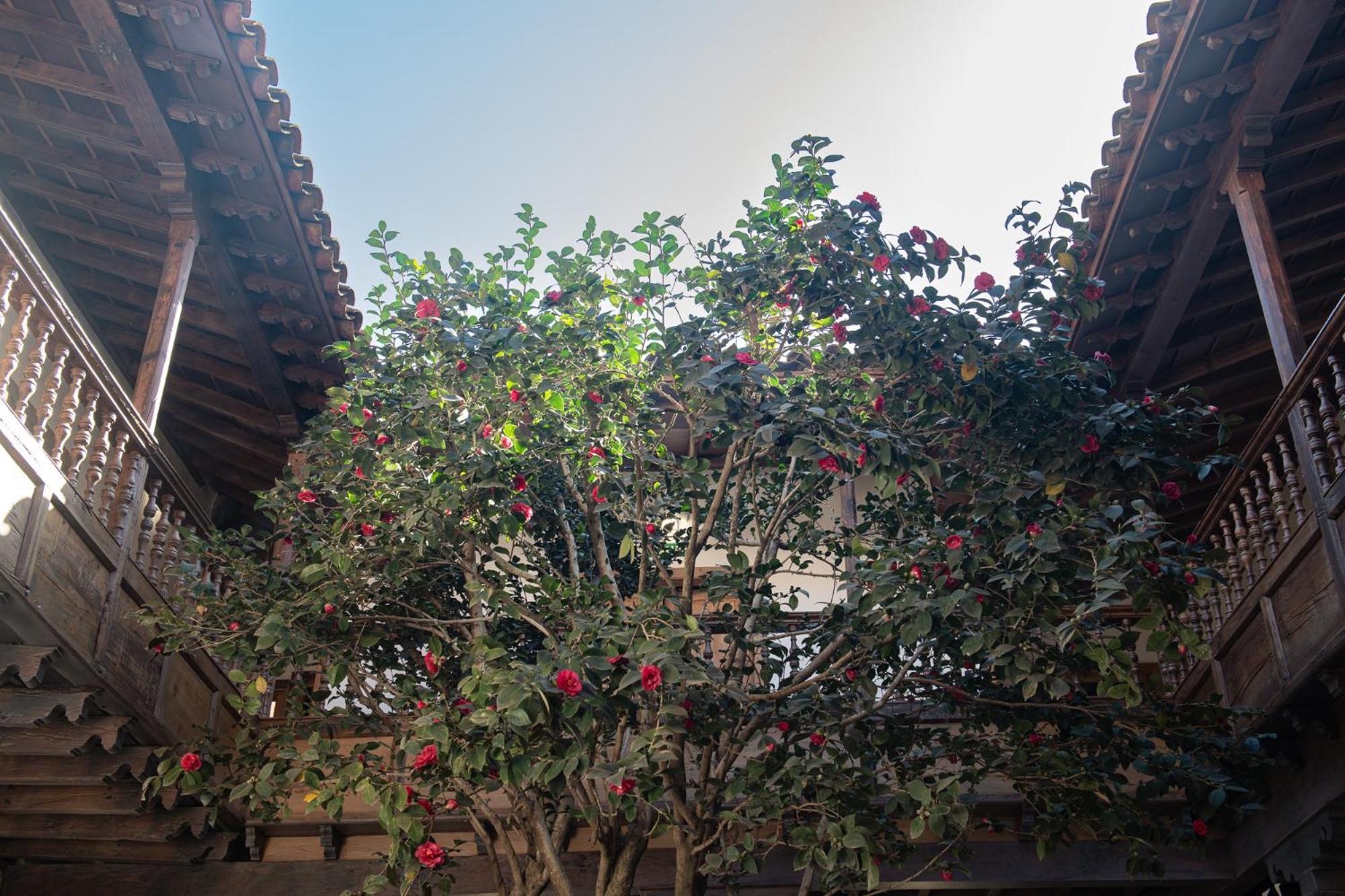 Отель La Casa De La Camelia Сан-Кристобаль-де-Ла-Лагуна Экстерьер фото